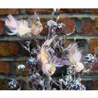 Woodland Fairytale Bird